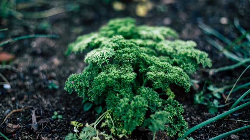 découvrez tout sur le persil, une herbe aromatique populaire en cuisine ! apprenez ses bienfaits nutritionnels, ses variétés, et comment l'utiliser pour rehausser vos plats favoris.