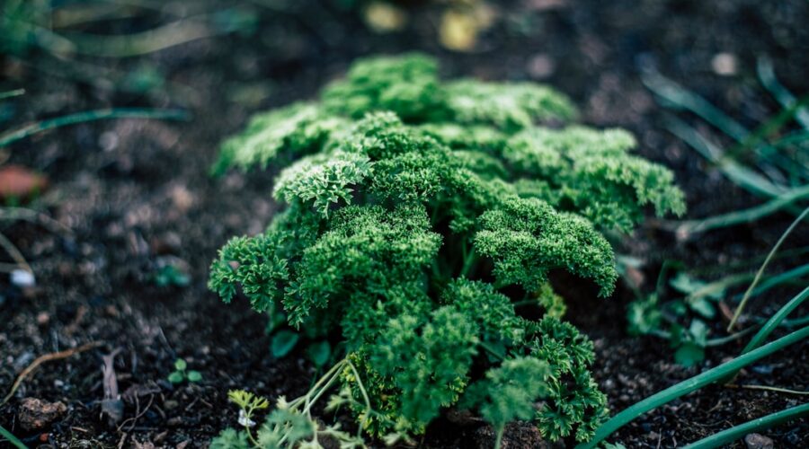 découvrez tout sur le persil, une herbe aromatique populaire en cuisine ! apprenez ses bienfaits nutritionnels, ses variétés, et comment l'utiliser pour rehausser vos plats favoris.