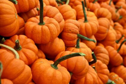 découvrez notre délicieuse recette de soupe à la courge, parfaite pour réchauffer vos repas d'automne. avec des ingrédients frais et des épices savoureuses, cette soupe crémeuse et réconfortante ravira vos papilles et illuminera vos tables.