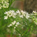 découvrez la coriandre, une herbe aromatique prisée dans de nombreuses cuisines à travers le monde. apprenez ses bienfaits pour la santé, ses variétés, et comment l'incorporer dans vos plats pour rehausser les saveurs et ajouter une touche de fraîcheur.
