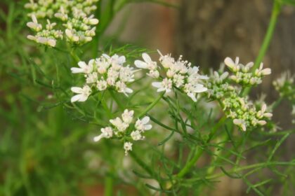découvrez la coriandre, une herbe aromatique prisée dans de nombreuses cuisines à travers le monde. apprenez ses bienfaits pour la santé, ses variétés, et comment l'incorporer dans vos plats pour rehausser les saveurs et ajouter une touche de fraîcheur.