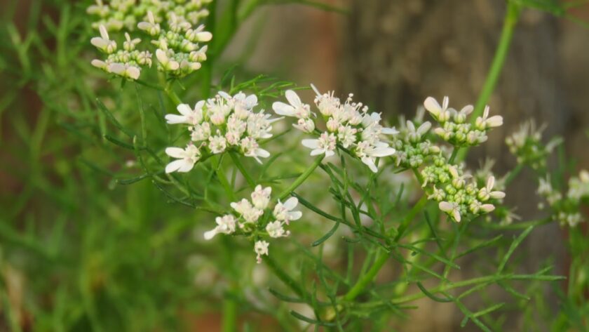 découvrez la coriandre, une herbe aromatique prisée dans de nombreuses cuisines à travers le monde. apprenez ses bienfaits pour la santé, ses variétés, et comment l'incorporer dans vos plats pour rehausser les saveurs et ajouter une touche de fraîcheur.