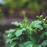 découvrez le fenouil, une plante aromatique aux multiples bienfaits. que ce soit pour ses saveurs délicates en cuisine ou ses vertus santé, apprenez tout sur ce légume qui embellit vos plats et booste votre bien-être.