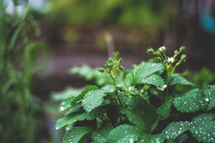 découvrez le fenouil, une plante aromatique aux multiples bienfaits. que ce soit pour ses saveurs délicates en cuisine ou ses vertus santé, apprenez tout sur ce légume qui embellit vos plats et booste votre bien-être.
