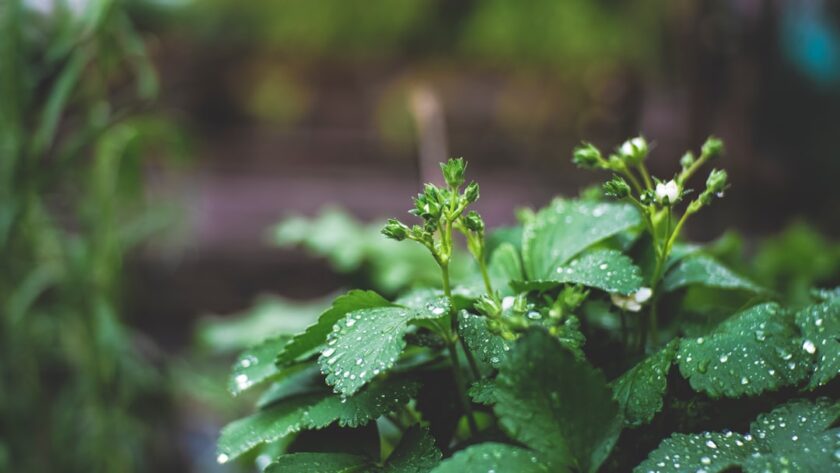 découvrez le fenouil, une plante aromatique aux multiples bienfaits. que ce soit pour ses saveurs délicates en cuisine ou ses vertus santé, apprenez tout sur ce légume qui embellit vos plats et booste votre bien-être.