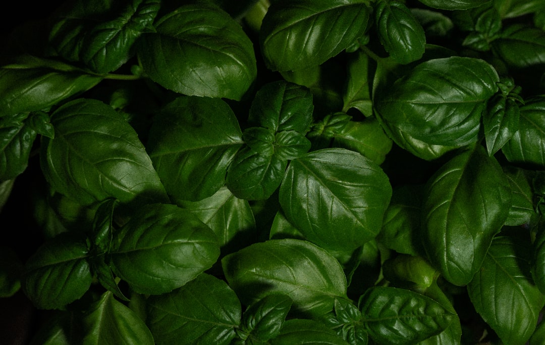 découvrez le basilic, une herbe aromatique prisée pour ses saveurs uniques et ses bienfaits santé. apprenez à l'utiliser en cuisine et explorez ses variétés pour enrichir vos plats.