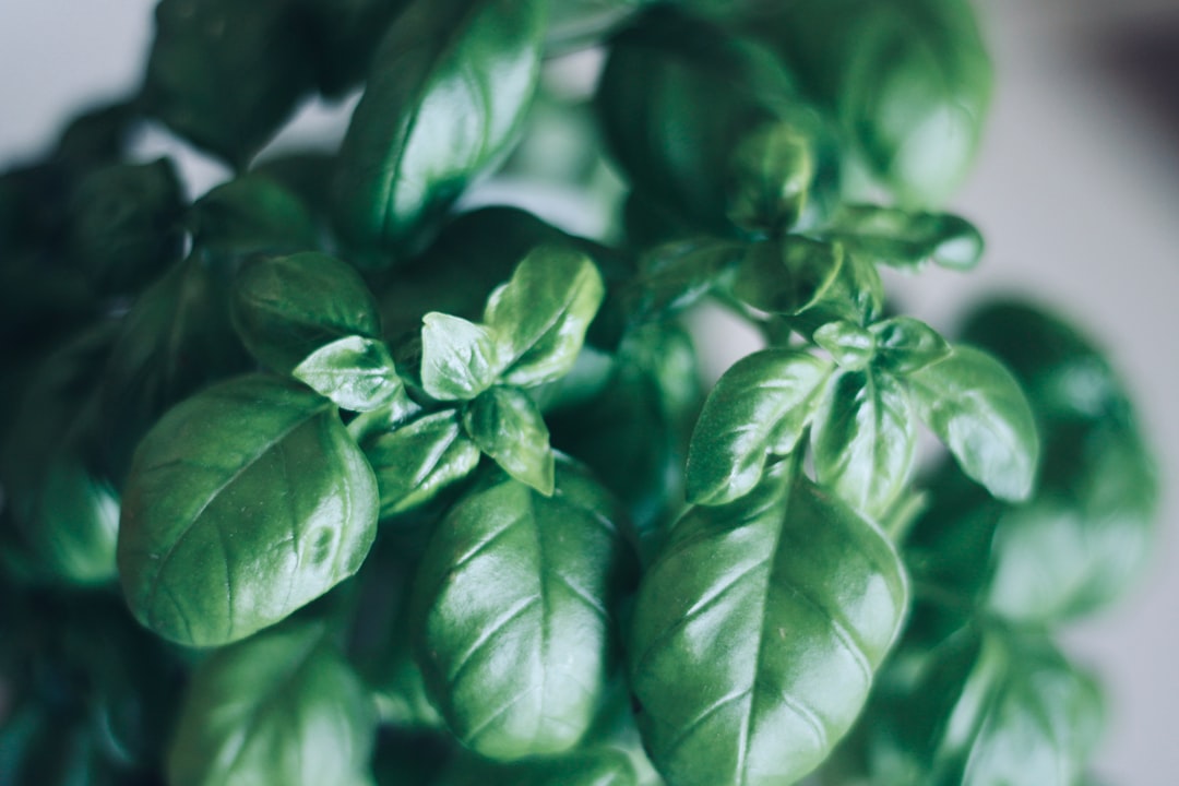 découvrez le basilic, une herbe aromatique incontournable en cuisine, connue pour son goût frais et ses arômes subtils. apprenez à l'utiliser dans vos plats pour rehausser vos recettes, que ce soit dans des sauces, des salades ou des plats principaux. explorez ses bienfaits pour la santé et ses différentes variétés.