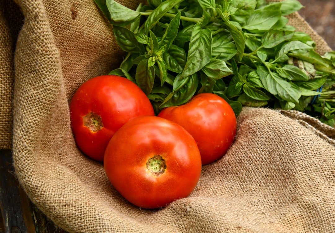 découvrez le basilic, une herbe aromatique incontournable en cuisine, appréciée pour son parfum unique et ses nombreuses vertus. explorez ses variétés, ses utilisations en cuisine et des recettes savoureuses pour rehausser vos plats.