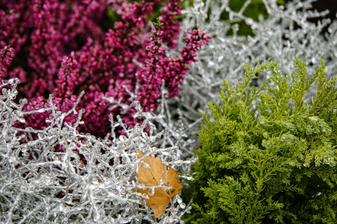 découvrez les joies du jardinage en pot avec nos conseils pratiques pour créer un jardin luxuriant, même dans les petits espaces. apprenez à choisir les bonnes plantes, à optimiser l'arrosage et à maximiser la luminosité pour un espace vert épanouissant.