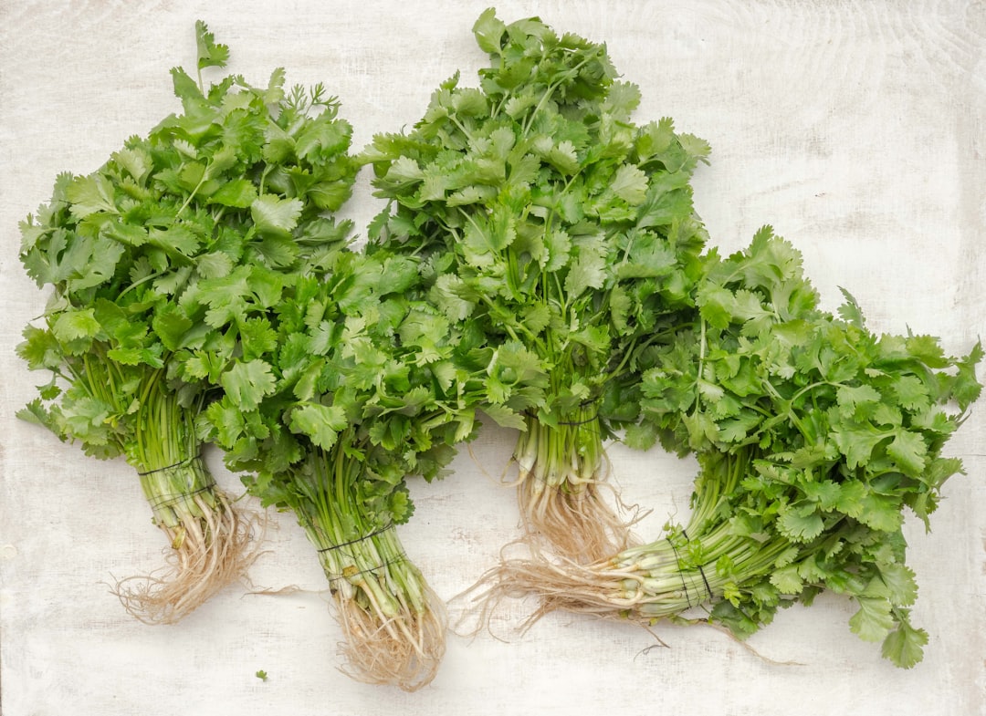 découvrez tout sur la coriandre : ses bienfaits pour la santé, ses utilisations en cuisine, et des astuces pour l'intégrer facilement dans vos recettes. explorez cette herbe aromatique incontournable pour des plats savoureux et parfumés.