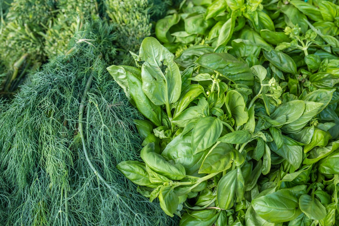 découvrez le fenouil, une herbe aromatique au goût délicat et anisé, idéale pour rehausser vos plats. apprenez à l'utiliser en cuisine, ses bienfaits pour la santé, et des recettes savoureuses pour en profiter au quotidien.
