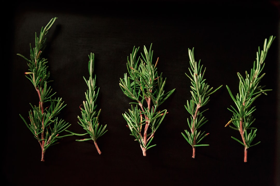 découvrez les multiples bienfaits de l'aneth, une herbe aromatique prisée en cuisine pour son goût unique et ses propriétés santé. apprenez à l'utiliser dans vos plats pour rehausser leurs saveurs.