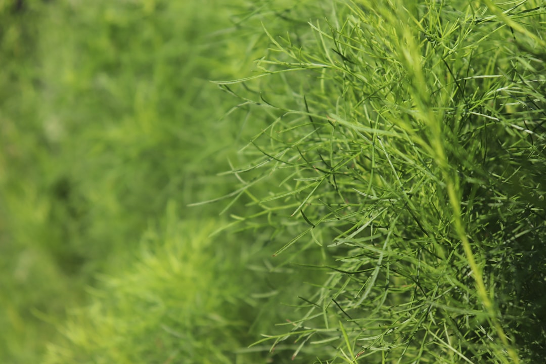 découvrez l'aneth, cette herbe aromatique aux saveurs fraîches et délicates. apprenez à l'utiliser en cuisine, ses bienfaits pour la santé et comment le cultiver chez vous.