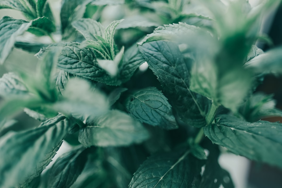 découvrez la menthe : une plante aromatique aux multiples bienfaits, idéale pour agrémenter vos plats, vos boissons et vos remèdes naturels. explorez ses variétés, ses usages culinaires et ses vertus thérapeutiques.