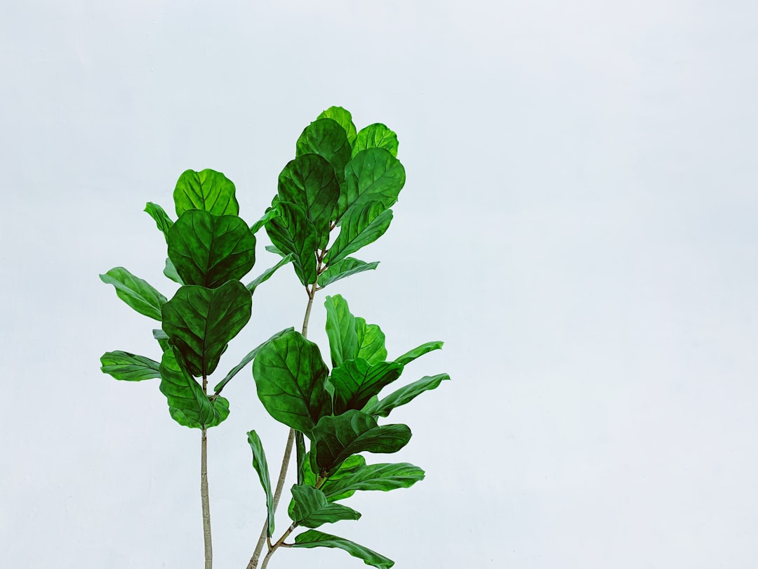 découvrez l'univers de la menthe : ses variétés, ses usages en cuisine, ses bienfaits pour la santé et comment l'intégrer dans vos recettes pour rehausser vos plats de saveurs fresques et originales.