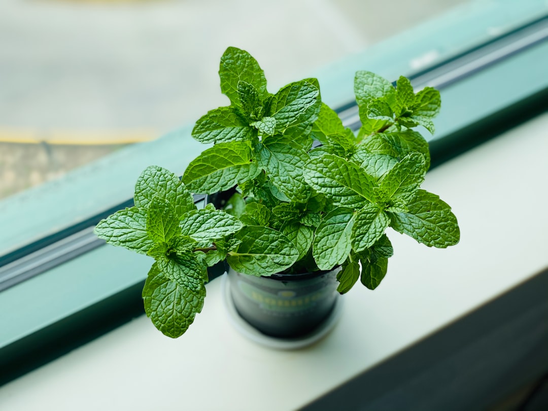 découvrez tout sur la menthe, une plante aromatique aux multiples bienfaits. apprenez à l'utiliser en cuisine, en infusion ou pour ses vertus médicinales. plongez dans l'univers de la menthe et ajoutez une touche de fraîcheur à vos recettes !