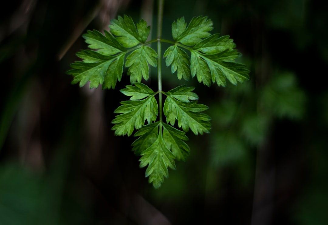 découvrez toutes les propriétés et bienfaits du persil, une herbe aromatique indispensable en cuisine. apprenez à l'utiliser dans vos plats pour rehausser les saveurs et explorer ses vertus nutritionnelles.