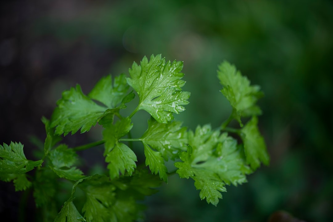 découvrez le persil, cette herbe aromatique incontournable en cuisine ! apprenez à l'utiliser pour rehausser vos plats, ses bienfaits pour la santé et comment le cultiver facilement chez vous.