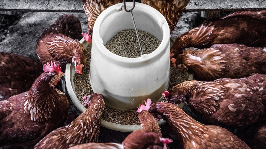 découvrez notre vaste sélection de produits avicoles, allant des conseils sur l'élevage de volailles aux recettes savoureuses. explorez l'univers de la volaille avec des informations sur les différentes espèces, leur alimentation et les meilleures méthodes de cuisson.