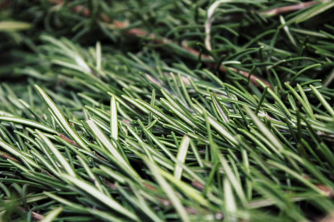 découvrez les multiples bienfaits du romarin, une herbe aromatique aux vertus médicinales et culinaires. apprenez à l'utiliser dans vos plats, ses propriétés antioxydantes et son rôle dans la tradition méditerranéenne.