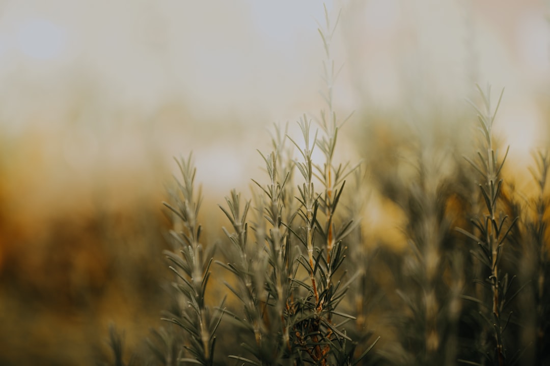 découvrez les multiples bienfaits du romarin, une herbe aromatique aux vertus médicinales et culinaires incontournables. apprenez à l'utiliser en cuisine et explorez ses propriétés pour la santé.