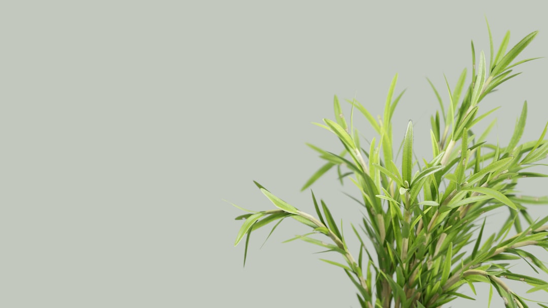 découvrez les bienfaits du romarin : plante aromatique aux vertus médicinales et culinaires. apprenez à l'utiliser en cuisine, ses propriétés, et comment l'incorporer dans vos recettes pour rehausser les saveurs de vos plats.