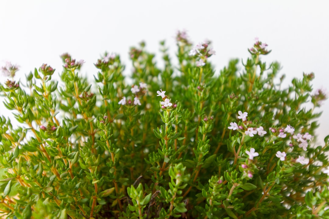 découvrez les bienfaits du thym, une herbe aromatique aux multiples vertus. utilisé en cuisine pour rehausser vos plats, il est également réputé pour ses propriétés médicinales. explorez ses usages, recettes et conseils d'entretien pour profiter pleinement de cette plante incontournable.