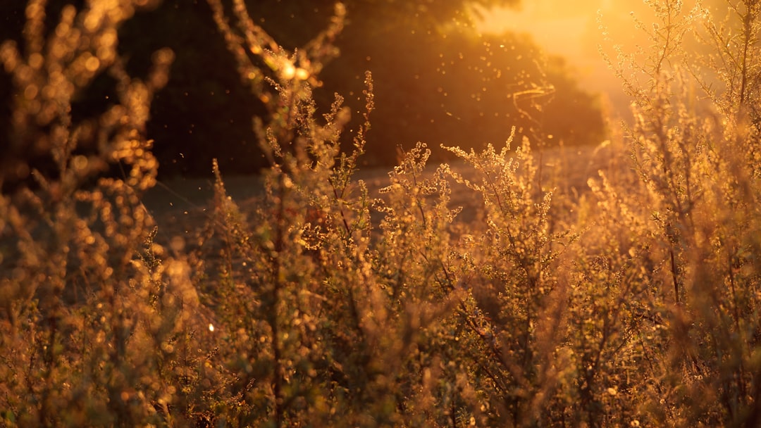 découvrez tout ce qu'il faut savoir sur les allergies : symptômes, causes, traitements et conseils pour mieux vivre au quotidien. informez-vous pour mieux gérer vos allergies et améliorer votre qualité de vie.