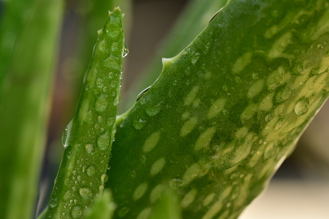 découvrez les nombreux bienfaits de l'aloe vera, cette plante miracle aux vertus hydratantes et apaisantes. apprenez à l'utiliser dans votre quotidien pour une beauté naturelle et un bien-être accru.