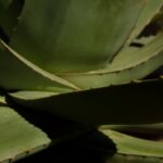 découvrez les bienfaits incroyables de l'aloe vera pour votre peau et votre bien-être. apprenez à utiliser cette plante millénaire pour hydrater, apaiser et revitaliser votre corps au quotidien.