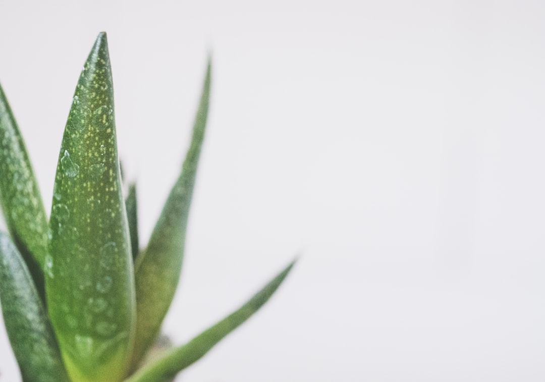 découvrez les bienfaits de l'aloe vera, une plante aux propriétés thérapeutiques exceptionnelles. apprenez à l'utiliser pour améliorer votre santé, votre peau et votre bien-être au quotidien.