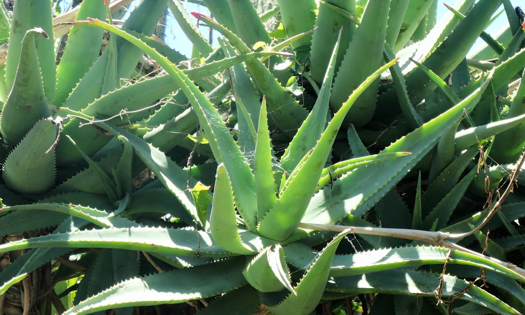 découvrez les incroyables bienfaits de l'aloe vera, une plante aux multiples vertus pour la santé et la beauté. apprenez comment l'intégrer dans votre quotidien pour hydrater votre peau, renforcer votre système immunitaire et améliorer votre digestion.