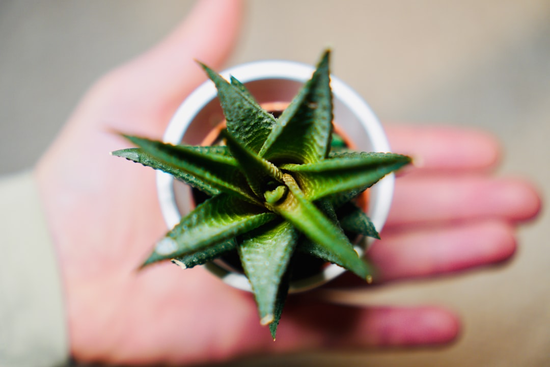 découvrez les bienfaits de l'aloe vera, une plante aux propriétés hydratantes et apaisantes. apprenez comment l'utiliser pour améliorer votre bien-être et votre beauté, ainsi que ses applications variées en soins de la peau et de la santé.