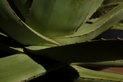 découvrez les bienfaits incroyables de l'aloe vera pour votre peau et votre bien-être. apprenez à utiliser cette plante millénaire pour hydrater, apaiser et revitaliser votre corps au quotidien.