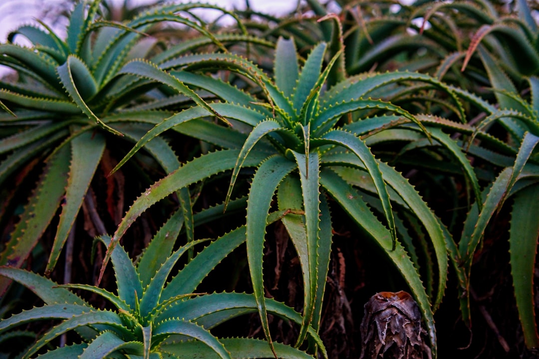 découvrez les bienfaits de l'aloe vera, une plante aux propriétés médicinales exceptionnelles. apprenez comment l'utiliser pour améliorer votre santé, votre peau et vos cheveux grâce à ses vertus hydratantes et réparatrices.
