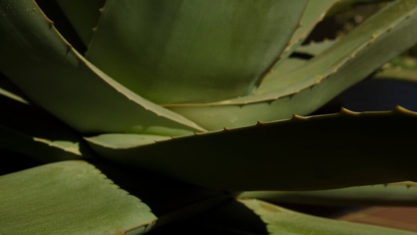découvrez les bienfaits incroyables de l'aloe vera pour votre peau et votre bien-être. apprenez à utiliser cette plante millénaire pour hydrater, apaiser et revitaliser votre corps au quotidien.