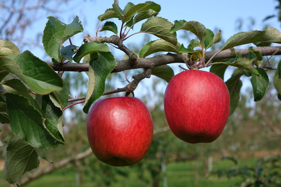 découvrez les bienfaits du vinaigre de cidre de pomme, un élixir naturel prisé pour ses propriétés digestives, détoxifiantes et revitalisantes. apprenez à l'intégrer dans votre alimentation quotidienne pour améliorer votre santé et renforcer votre bien-être.