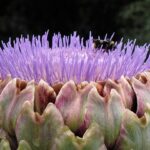 découvrez tout sur les artichauts : leur histoire, leurs bienfaits pour la santé, des recettes délicieuses et des astuces de cuisine. apprenez à cuisiner et apprécier ce légume unique et nutritif!