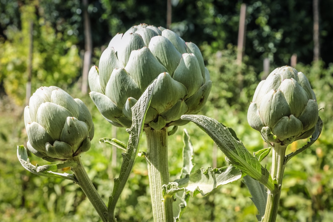 découvrez tout ce qu'il faut savoir sur les artichauts : leurs bienfaits nutritionnels, astuces de préparation et recettes délicieuses pour les intégrer dans votre cuisine.