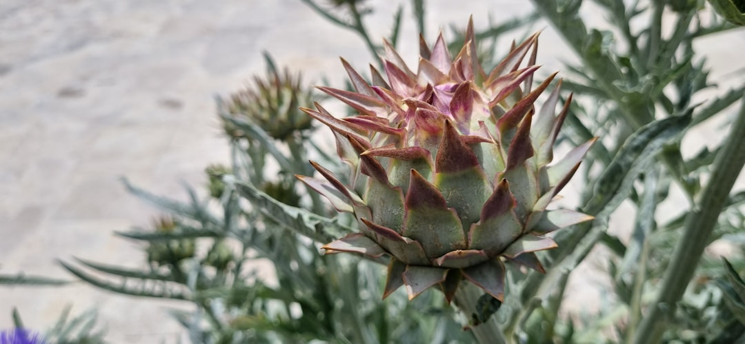 découvrez tout sur les artichauts : bienfaits pour la santé, recettes savoureuses et astuces de préparation pour profiter au maximum de ce légume savoureux et nutritif.