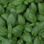 découvrez le basilic, une herbe aromatique incontournable en cuisine. apprenez ses bienfaits, ses variétés et comment l'utiliser pour relever vos plats. explorez des recettes savoureuses et des conseils de culture pour profiter pleinement de cette plante parfumée.