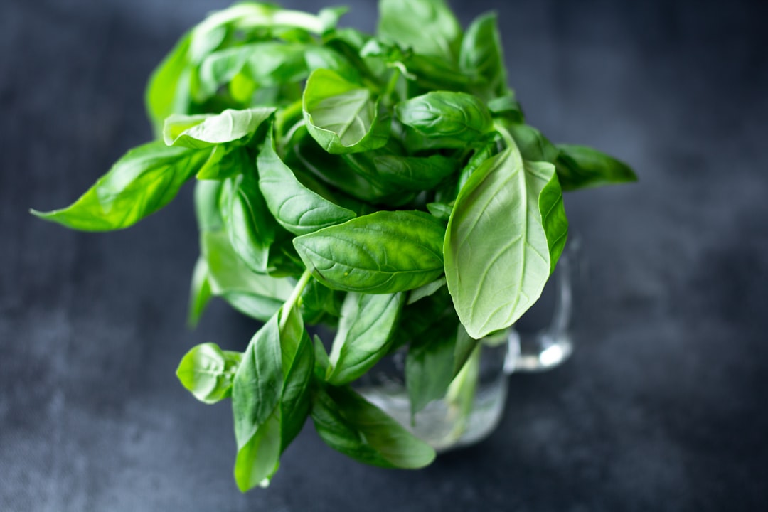 découvrez le basilic, cette herbe aromatique aux saveurs exaltantes qui rehausse vos plats. apprenez-en plus sur ses bienfaits culinaires et médicinaux, ainsi que des astuces pour l'utiliser en cuisine.