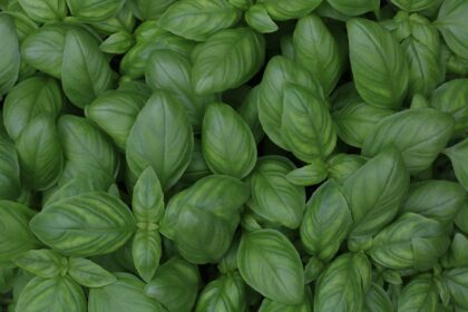 découvrez le basilic, une herbe aromatique incontournable en cuisine. apprenez ses bienfaits, ses variétés et comment l'utiliser pour relever vos plats. explorez des recettes savoureuses et des conseils de culture pour profiter pleinement de cette plante parfumée.