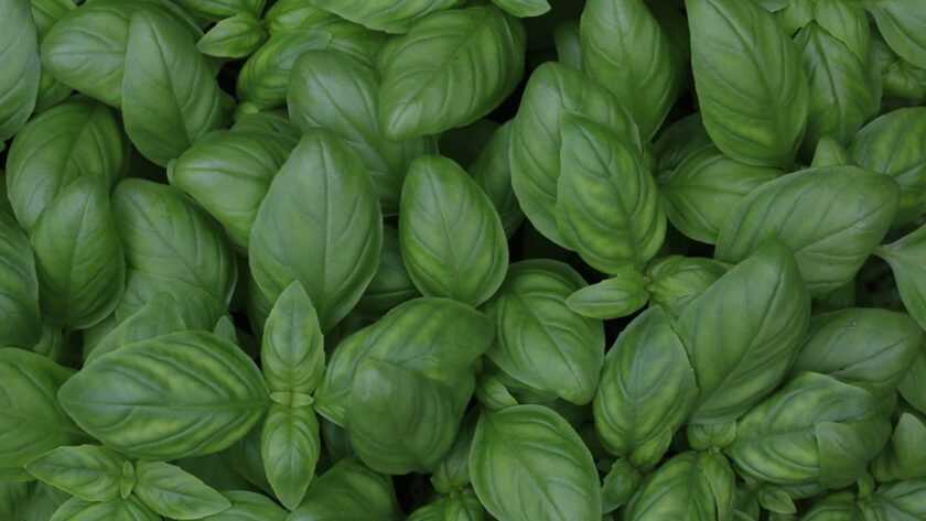 découvrez le basilic, une herbe aromatique incontournable en cuisine. apprenez ses bienfaits, ses variétés et comment l'utiliser pour relever vos plats. explorez des recettes savoureuses et des conseils de culture pour profiter pleinement de cette plante parfumée.