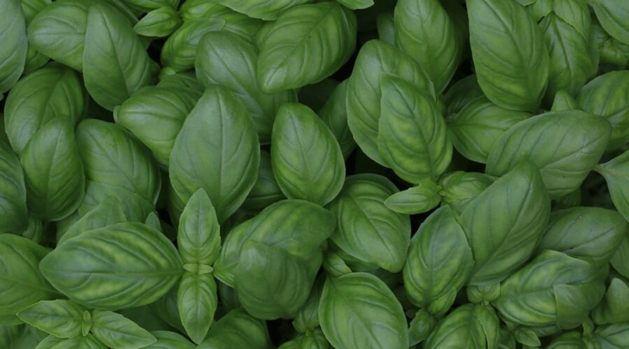 découvrez le basilic, une herbe aromatique incontournable en cuisine. apprenez ses bienfaits, ses variétés et comment l'utiliser pour relever vos plats. explorez des recettes savoureuses et des conseils de culture pour profiter pleinement de cette plante parfumée.