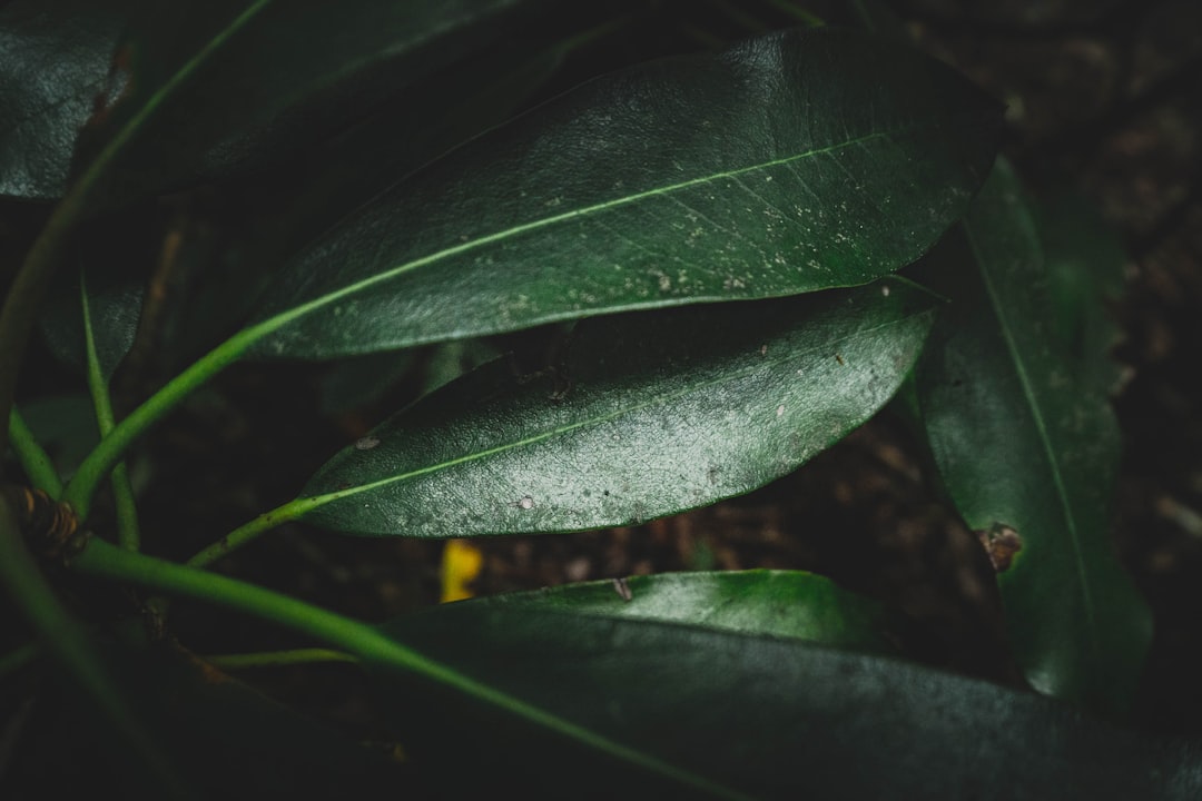 découvrez l'univers fascinant des feuilles de laurier, leur utilisation culinaire et leurs bienfaits pour la santé. apprenez à les incorporer dans vos recettes pour apporter une touche aromatique unique et savoureuse.