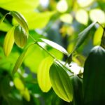 découvrez les feuilles de laurier, une herbe aromatique incontournable en cuisine. apprenez à les utiliser pour sublimer vos plats, leurs bienfaits santé et des recettes savoureuses qui mettent en valeur leur saveur unique.