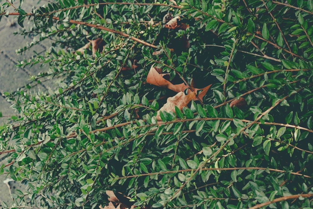 découvrez les bienfaits et utilisations des feuilles de laurier, un ingrédient aromatique prisé en cuisine. apprenez à intégrer ces feuilles dans vos plats pour rehausser les saveurs et explorez leurs propriétés médicinales.
