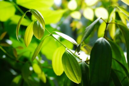 découvrez les feuilles de laurier, une herbe aromatique incontournable en cuisine. apprenez à les utiliser pour sublimer vos plats, leurs bienfaits santé et des recettes savoureuses qui mettent en valeur leur saveur unique.