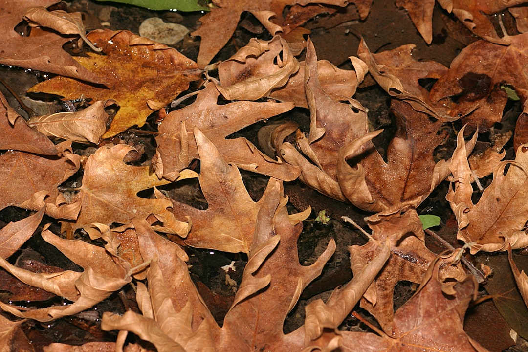 découvrez les feuilles de laurier, un ingrédient aromatique essentiel en cuisine. apprenez à les utiliser pour rehausser le goût de vos plats et explorez leurs bienfaits pour la santé. idéal pour les soupes, ragoûts et marinades, le laurier apportera une touche savoureuse à vos recettes.